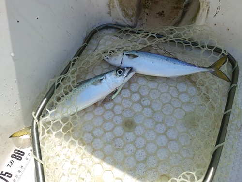 サバの釣果