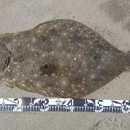 ヒラメ