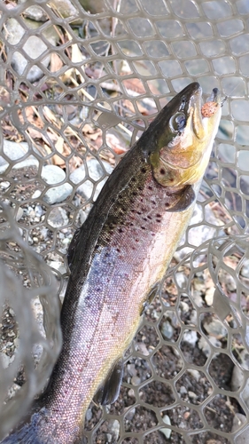 ブラウントラウトの釣果