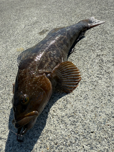 アイナメの釣果