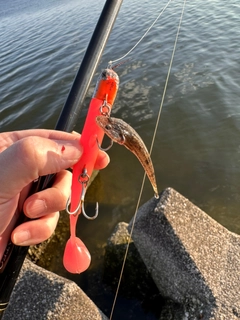 マゴチの釣果