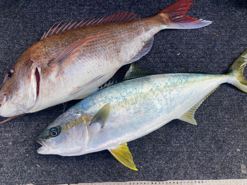 マダイの釣果