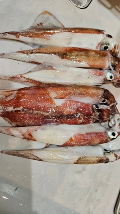 ササイカの釣果