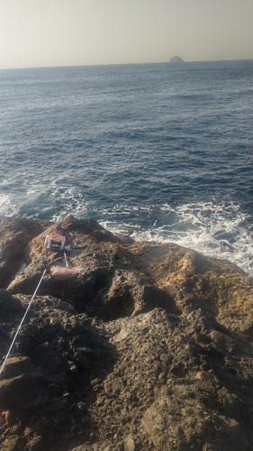 クロメジナの釣果