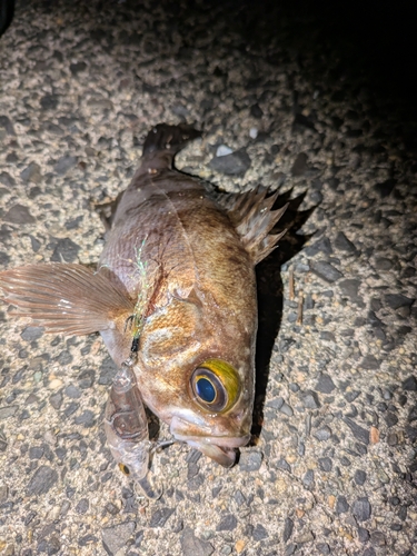 シロメバルの釣果