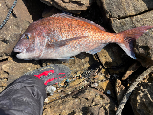 マダイの釣果