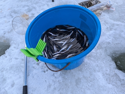 ワカサギの釣果