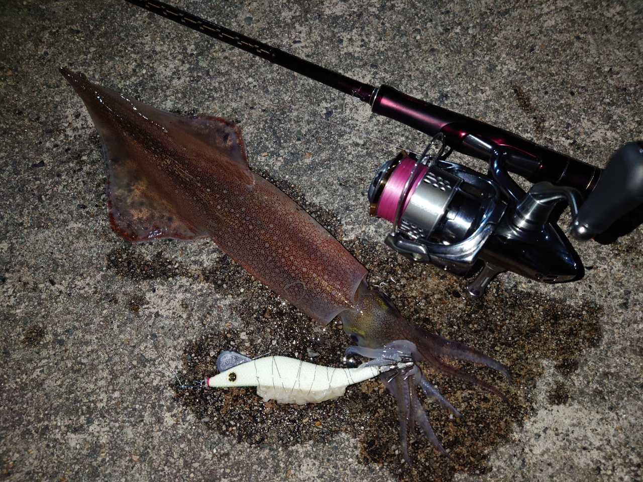 SHIMANO 18ステラ C2500SXGの最安値・インプレ・釣果 | 本音の