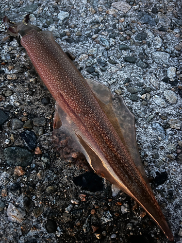 ヤリイカの釣果