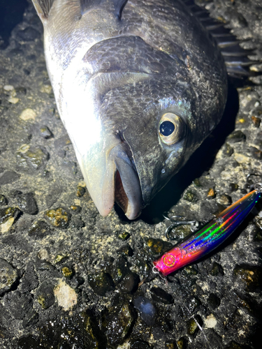 チヌの釣果