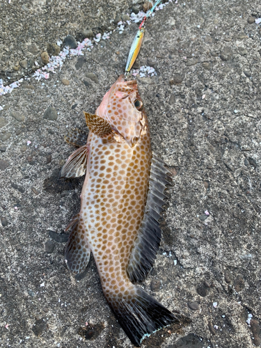 オオモンハタの釣果