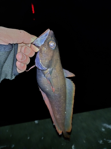 ドンコの釣果