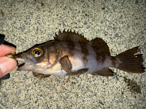 メバルの釣果