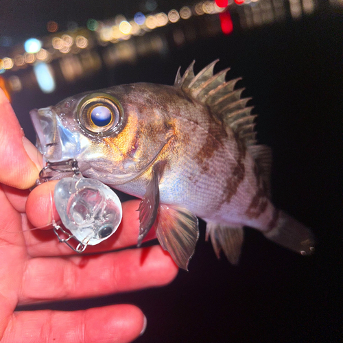 メバルの釣果