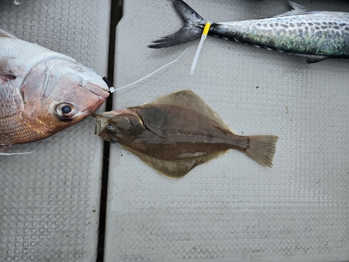 ソウハチの釣果