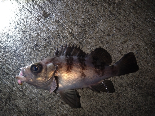 メバルの釣果