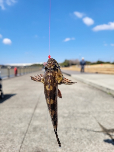 タケノコメバルの釣果