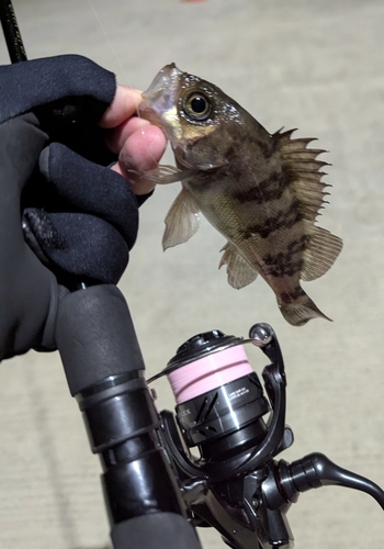 メバルの釣果