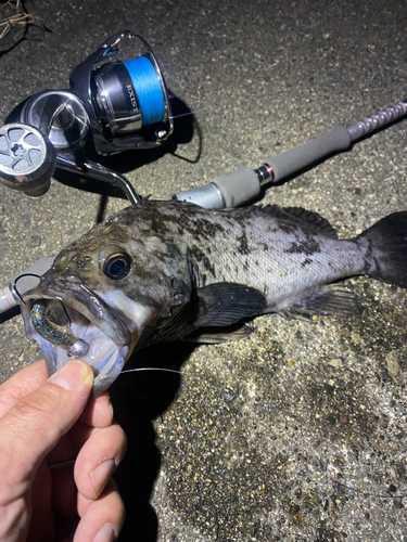 クロソイの釣果