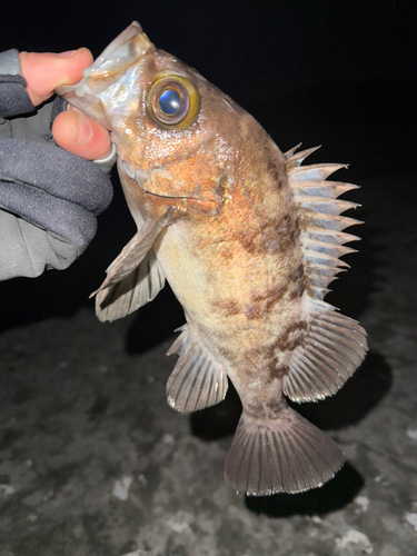 メバルの釣果