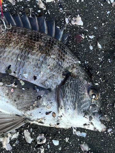 クロダイの釣果