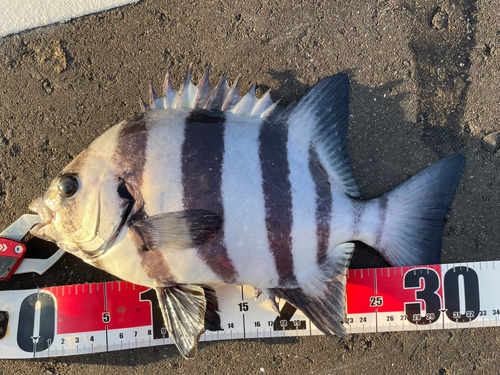 イシダイの釣果