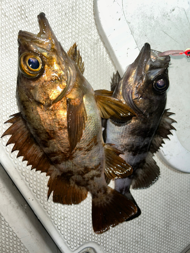 アカメバルの釣果