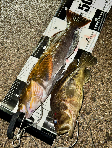 アイナメの釣果