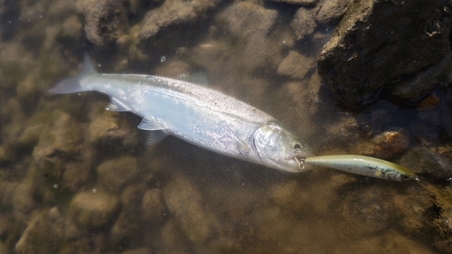 ヤマメの釣果