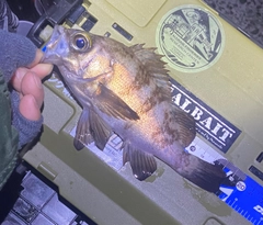 メバルの釣果
