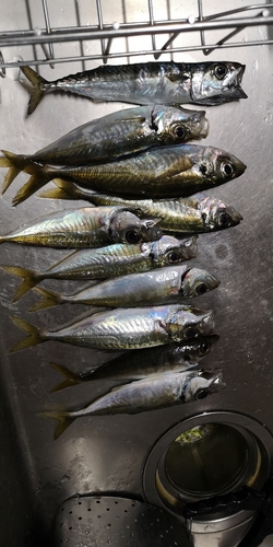 アジの釣果