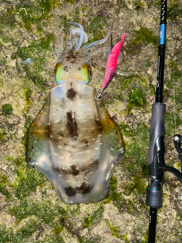 アオリイカの釣果