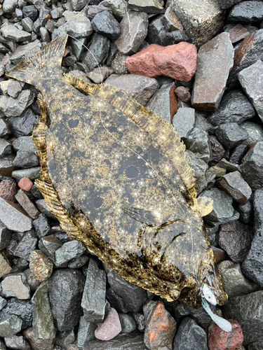 ヒラメの釣果