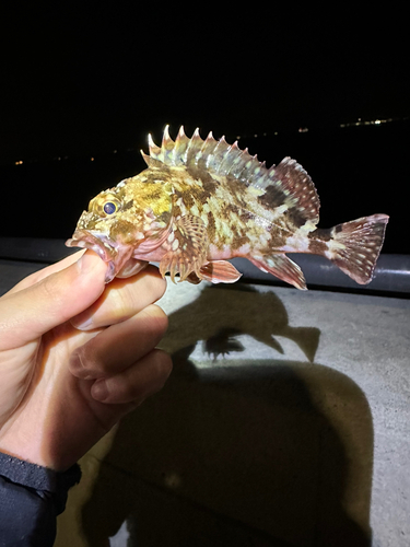 カサゴの釣果