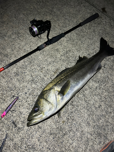 シーバスの釣果