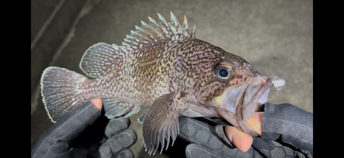 マゾイの釣果