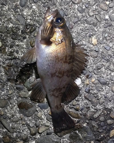 メバルの釣果