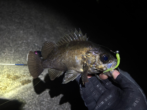 メバルの釣果