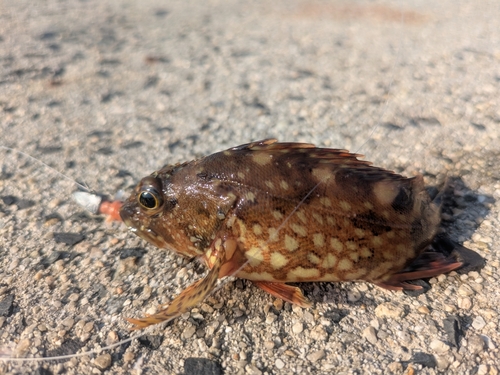 カサゴの釣果