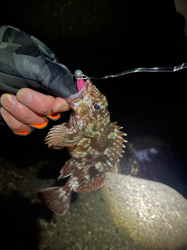 カサゴの釣果