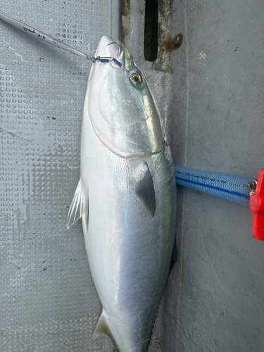 ブリの釣果