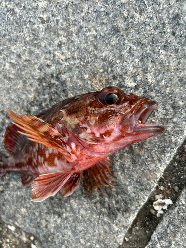 カサゴの釣果