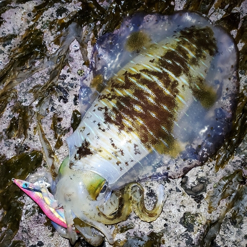 アオリイカの釣果