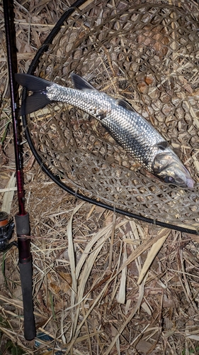 ニゴイの釣果