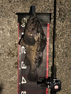 クロソイの釣果