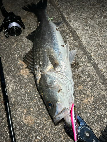 シーバスの釣果