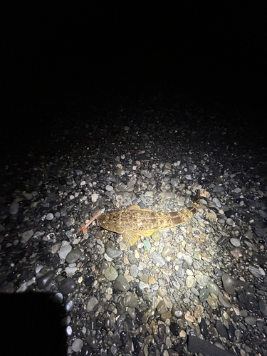 マゴチの釣果