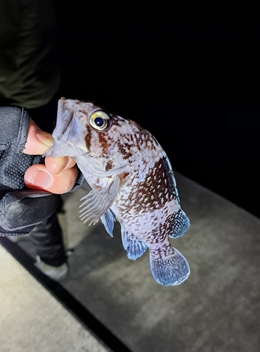 マゾイの釣果