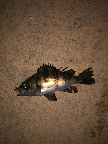 シロメバルの釣果