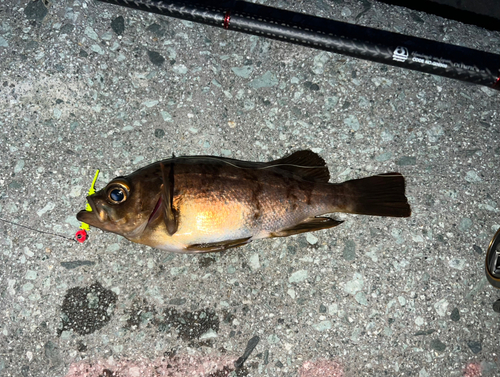 シロメバルの釣果